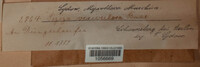 Peziza vesiculosa image